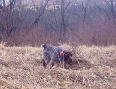 Field Records dog