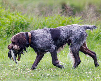 NAVHDA Versatile Champion AKC Champion Wet Acres Watch the Birdy
“Rush”