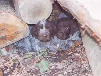 puppies in wood pile