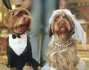 dog wedding